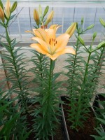 [5082 Royal Trinity No02.JPG]